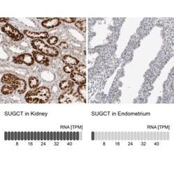 DERP13 Antibody, Novus Biologicals:Antibodies:Primary Antibodies